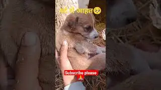 दुआ में बहुत असर होता h🙏#dogs lover#animal #एनिमलरेस्क्यू #राम #pets #helping #viral video