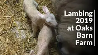 Lambing 2019  at Oaks Barn Farm