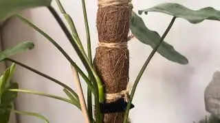 2 Week Update On DIY Coco Liner Pole:#plants #planthealth #plantsonpoles