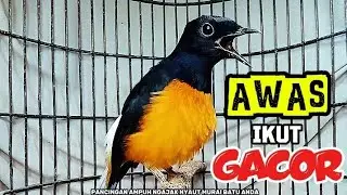100% PANCING EMOSI | AMPUH BIKIN GACOR murai batu anda | boleh dicoba