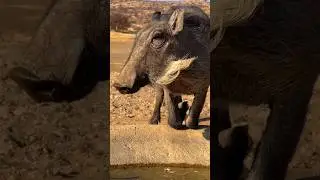 Warthog drinking the water.🤪🤗💕. #monkey #mongoose #cuteanimal #animals #wathong #pig