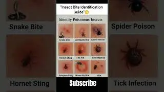 Insect bite identification guide for emergency #blum