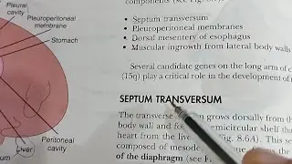 Development of Diaphragm| Fast and Easy Explanation| Part 1