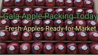 Gala Apple Packing Today 🍎| Fresh Harvest to Market|#vlog #dailyvlog #apple