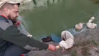 Краткий рассказ о наших нутриях
