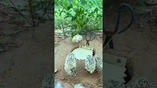 Create Simple Bird Trap - Easy Quail Trap # new quail trap #shorts