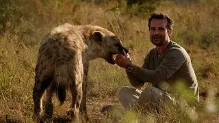 Man plays with Hyena - Animal Odd Couples: Episode 2 Preview - BBC