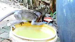 baby alba so hungry water