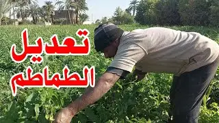 تعديل الطماطم