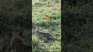 Leopard's Stealth: A Masterclass in Hunting 🐆 #leopard #wildlife #safari