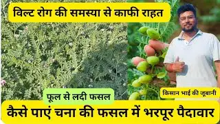 चना की फसलमें भरपूर पैदावार पानेका राज#चना #kheti #viralvideo #farmer #agro #kisan #agri #khetibadi