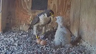 Gimbir brings prey and start feeding Girri before Diamond arrives | FalconCam Project | Nov 20, 2025