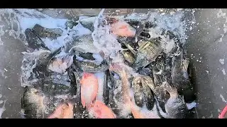 16.10.25 Зарыбление огромной тиляпией и большим императорским сомом на озерах реки Санта-Ана