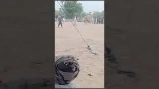 camel dance #lashari #munda