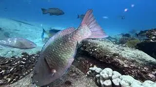 Rich marine diversity while diving in Cabo Pulmo - World's best dive sites