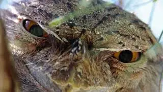 The Great Aussie BioQuest 2019