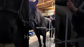 How tall is #Sergeant? He&rsquo;s 19 Hands! #LargeSarge #percheron #horses