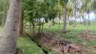 SOLD OUT cents coconut  farm land for sales Near Vellamadam per cent 80 thousand only .