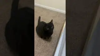 It&rsquo;s all on her terms🤷🏼&zwj;♀️ #catshorts #cat #catvideos #catsareweird #weirdfacts #binx #funny #cats