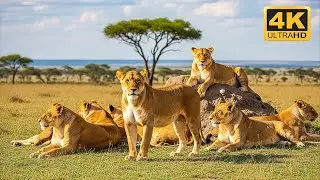 Discover the Wild 4K &ndash; Epic Animal Moments from Nature&rsquo;s Heart With Soothing Relaxing Music