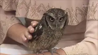 Conhe&ccedil;a os cuidados e curiosidades das corujas