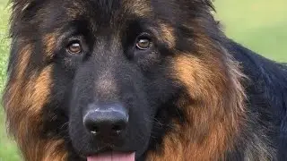 German shepherd Long Coat Female puppy #viralvideos #viralvideos #viralvideos #pet #petlover 