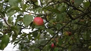 Close-up of Ripe Apples on a Tree Branch