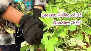 Peanut - A Special Plant (Vietsub)