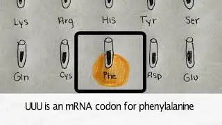 Exam 3-2B: The Discovery of Genetic Code