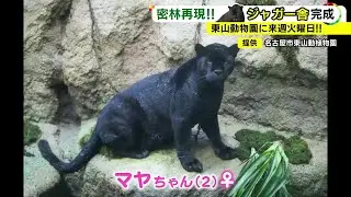 プールの深さは2m…東山動物園の新ジャガー舎を公開 王子動物園から引っ越してきたマヤちゃんが“入居”