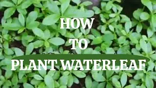 How to Plant Waterleaf #agriculture #croppropagation #waterleaf #cenadschools #youngfarmers