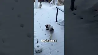 Why Cats Leave Only Two Footprints
