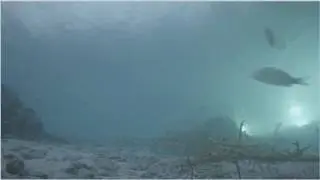 Bait cloud going both ways Bonaire underwater cam Teens4Oceans 8 18 2016