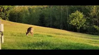 2 mother Deer and the Babies in a field.