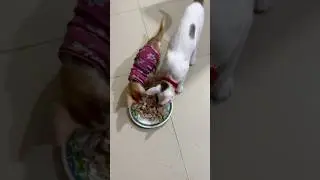 The Most Chaotic Cat Dinner Time #cat #shorts #viral #foryou