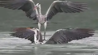 gray heron flight  - Video Compilation