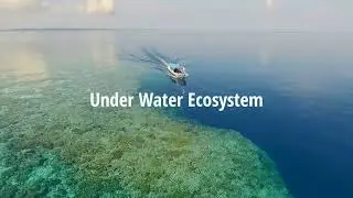 Coral reef | Sea ecosystem | #natureshortfilm  #environment