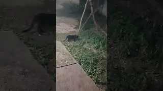 Roaming cats at night #shorts #short #animals #tiktok #cute #cats