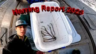 Bay Area Herring Spawn Comprehensive Report 2023