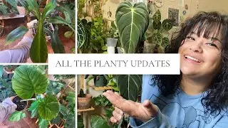 All the houseplant updates: Climbing plants, new growth, and trashed plants