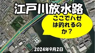 江戸川放水路ハゼ釣り（2024年09月02日）