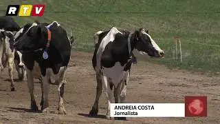 Exploração agrícola Teixeira do Batel - Produção de Leite