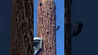 Woodpeckers stashing