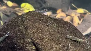 オガサワラヌマエビ Paratya boninensis