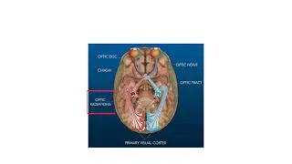 Visual pathway.pptx