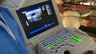 Veterinary Ultrasound System with Cattle Rectal Probe &ndash; Advanced Animal Pregnancy Scanner