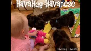 Fluffy Chocolate Havanese Puppies = Pure Joy!