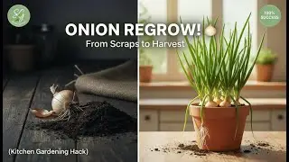 Grow ONIONS Indoors! 🧅 From Scraps to Harvest (Easy Home Gardening)