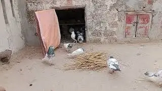 В этом видео подробно описано, как высиживать яйца под голубями.