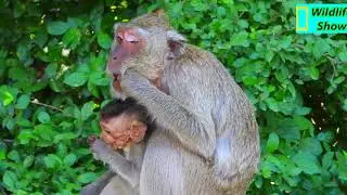 Dark side baby Vigo look very pity monkey and still try hug mom to grab milk to drink | WS
